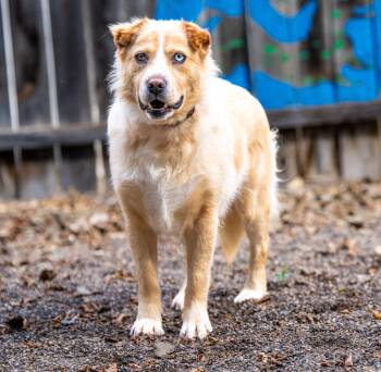 Georgie -  Australian Shepherd and Mixed Breed Dog for Adoption in Red Wing, Minnesota - Georgie | PetCurious