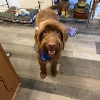 Peluche -  Labradoodle Dog for Adoption in Maitland, Florida - Peluche | PetCurious