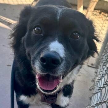 Collie Dogs Available for Adoption in Palm Springs, California - Storm | PetCurious
