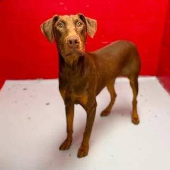 Koda -  Doberman Pinscher and Mixed Breed Dog for Adoption - Koda | PetCurious