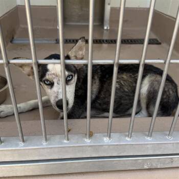 BALTO -  Siberian Husky Dog for Adoption in Thousand Palms, California - BALTO | PetCurious