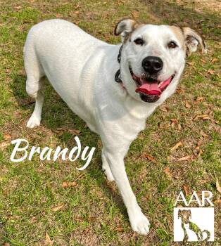 Shepherd and Labrador Retriever Dogs Available for Adoption - Brandy | PetCurious