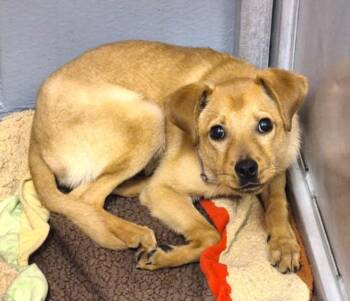 MIKE -  Labrador Retriever and Mixed Breed Dog for Adoption in Houston, Texas - MIKE | PetCurious