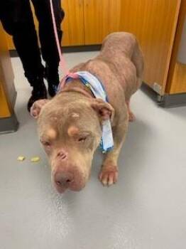 DAKOTA -  Pit Bull Terrier Dog for Adoption in St. Cloud, Florida - DAKOTA | PetCurious