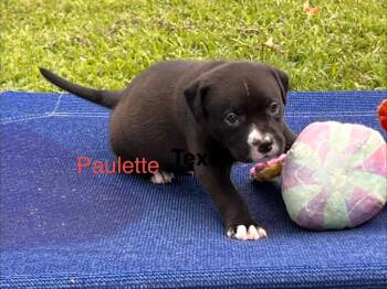Paulette -  Labrador Retriever and Pit Bull Terrier Dog for Adoption in Valley Park, Oklahoma - Paulette | PetCurious