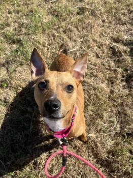 Rescue Mixed Breed Dogs for Adoption in Pinellas Park, Florida - Fiesta (Star) | PetCurious