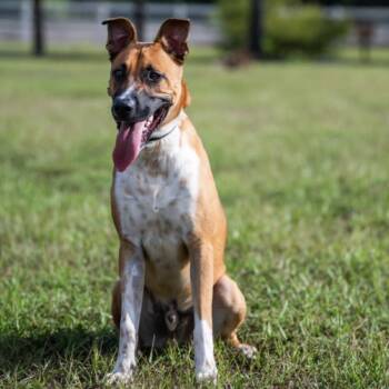 Rescue Shepherd and Pit Bull Terrier Dogs for Adoption in Valdosta, Georgia - Bocelli | PetCurious