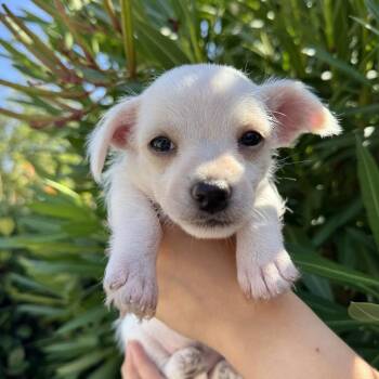 Cheyenne (Reba Litter) -  Terrier Dog for Adoption in San Diego, California - Cheyenne (Reba Litter) | PetCurious