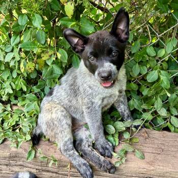 Stevia -  Cattle Dog Dog for Adoption in Albany, New York - Stevia | PetCurious