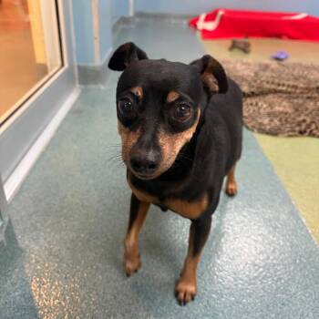 Mixed Breed Dogs Available for Adoption - Diesel | PetCurious