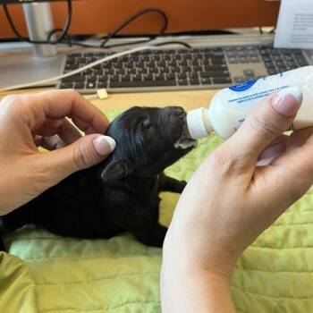 Mixed Breed Dogs Available for Adoption - Julius The Brave | PetCurious