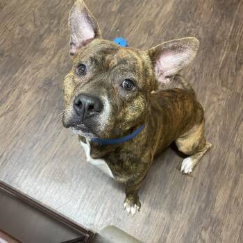 Rescue American Staffordshire Terrier Dogs for Adoption in Rome, New York - Gimli | PetCurious