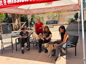 Beagle Dogs Available for Adoption in Lake Forest, California - Oakley-CP-Foster Or Adopt Me! | PetCurious