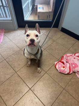 Piglet -  Mixed Breed Dog for Adoption in Marion, Ohio - Piglet | PetCurious