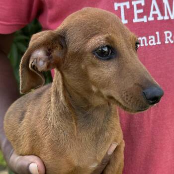 Luca - Local July 10-12 -  Dachshund Dog for Adoption in Brookshire, Texas - Luca - Local July 10-12 | PetCurious