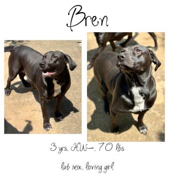 Rescue Labrador Retriever Dogs for Adoption in Albany, Georgia - Bren | PetCurious