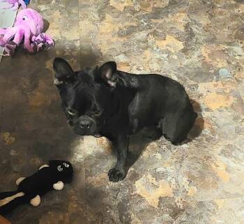 Charlotte -  French Bulldog Dog for Adoption in Conesus, New York - Charlotte | PetCurious