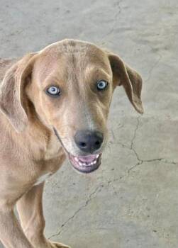 Labrador Retriever and Weimaraner Dogs Available for Adoption in Austin, Texas - Ginger | PetCurious