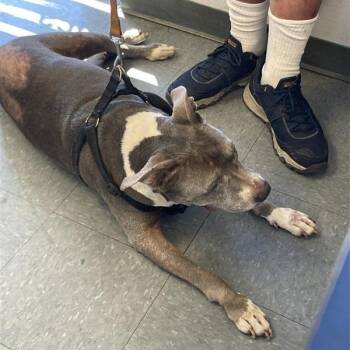 Maggie -  Pit Bull Terrier Dog for Adoption in Long Beach, California - Maggie | PetCurious