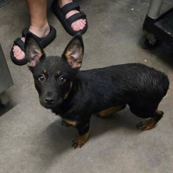 Rescue Australian Kelpie and Mixed Breed Dogs for Adoption in Graham, Texas - Cowabunga | PetCurious