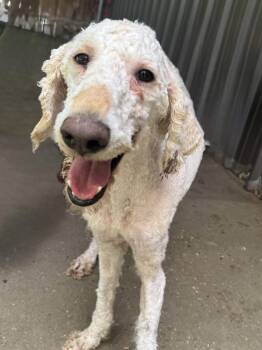 Wallen -  Standard Poodle Dog for Adoption in Baker, Louisiana - Wallen | PetCurious