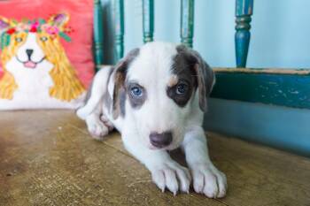 Giggles -  Catahoula Leopard Dog Dog for Adoption in San Antonio, Texas - Giggles | PetCurious