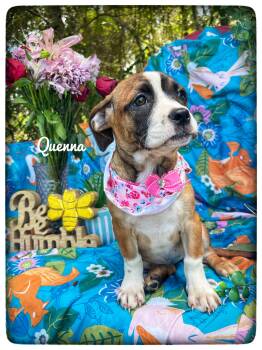 Quenna -  Beagle and Hound Dog for Adoption in Sebring, Florida - Quenna | PetCurious