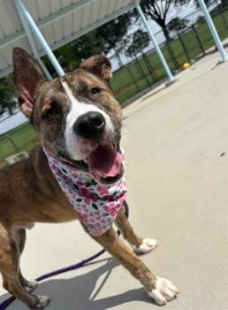 SPARROW -  Mixed Breed Dog for Adoption in Charlotte, North Carolina - SPARROW | PetCurious