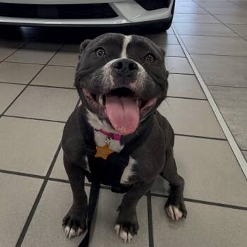 Aaliyah -  American Bully Dog for Adoption in Las Vegas, Nevada - Aaliyah | PetCurious