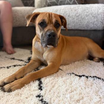Lazy j -  Terrier Dog for Adoption in Angleton, Texas - Lazy J | PetCurious