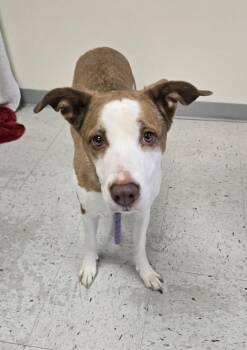 Border Collie and Labrador Retriever Dogs Available for Adoption - *Jemma* | PetCurious