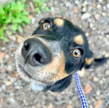 Banks -  Dachshund and Hound Dog for Adoption in Pottsville, Pennsylvania - Banks | PetCurious