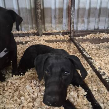 Blakely -  Black Labrador Retriever and Mixed Breed Dog for Adoption in Durant, Oklahoma - Blakely | PetCurious