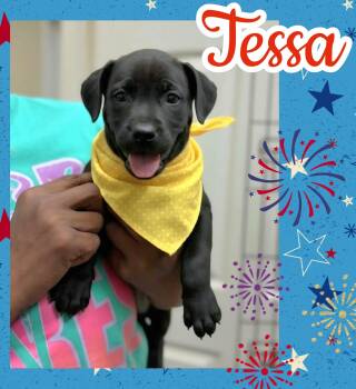Tessa -  Rottweiler and Labrador Retriever Dog for Adoption in Ringwood, New Jersey - Tessa | PetCurious