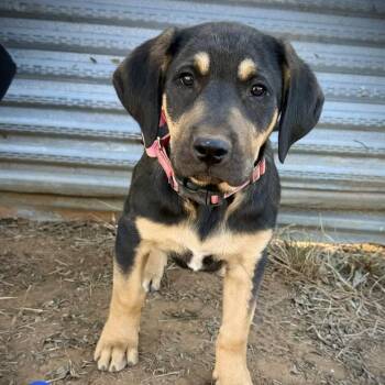 American Staffordshire Terrier and Hound Dogs Available for Adoption - Copper | PetCurious