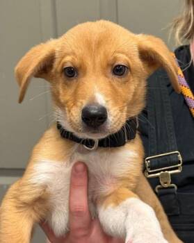 Labrador Retriever and Australian Cattle Dog Blue Heeler Dogs Available for Adoption - Toasty | PetCurious