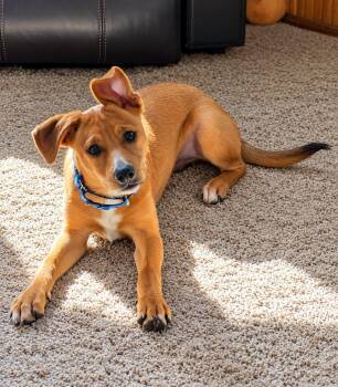 Clyde -  Jack Russell Terrier Dog for Adoption in Grand Rapids, Michigan - Clyde | PetCurious