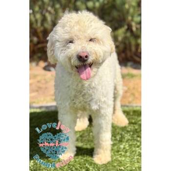 Marshmallow -  Miniature Poodle Dog for Adoption in Inglewood, California - Marshmallow | PetCurious