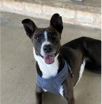 Rescue Border Collie Dogs for Adoption in Marble Falls, Texas - Tippy | PetCurious