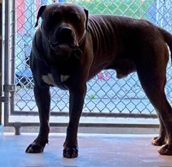 Wampus -  Mixed Breed Dog for Adoption in Cincinnati, Ohio - Wampus | PetCurious