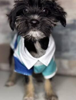 Rescue Lhasa Apso and Jack Russell Terrier Dogs for Adoption in Grand Prairie, Texas - HANDSOME | PetCurious