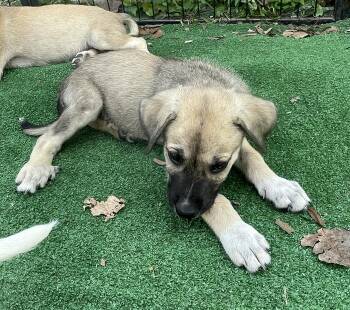 QUINCY -  Great Pyrenees and Mixed Breed Dog for Adoption in Cincinnati, Ohio - QUINCY | PetCurious