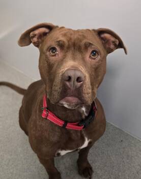 American Staffordshire Terrier Dogs Available for Adoption - Bagel | PetCurious