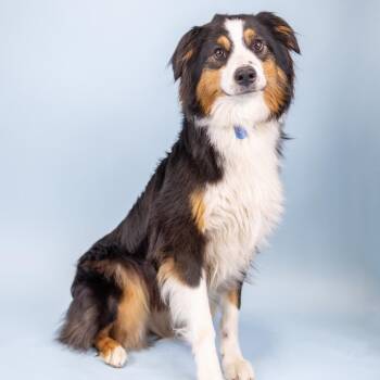 Australian Shepherd Dogs Available for Adoption in Portland, Oregon - Calamity | PetCurious