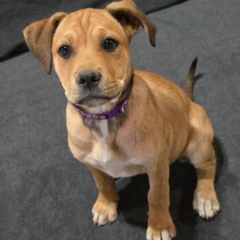 Labrador Retriever and American Staffordshire Terrier Dogs Available for Adoption in Houston, Texas - Trinity | PetCurious