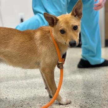 Pinto -  Carolina Dog and Mixed Breed Dog for Adoption in Nashville, Indiana - Pinto | PetCurious