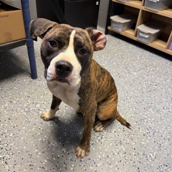 Pit Bull Terrier Dogs Available for Adoption in Tuscaloosa, Alabama - TUSC-Stray-84089 | PetCurious