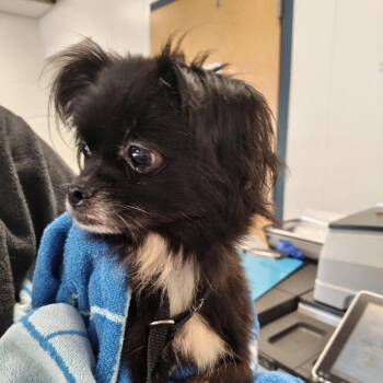 Cheryl -  Chihuahua Dog for Adoption in West Chester, Pennsylvania - Cheryl | PetCurious