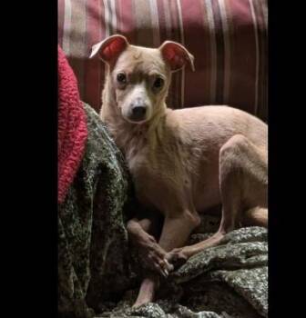Bolt -  Italian Greyhound and Mixed Breed Dog for Adoption in Crossville, Tennessee - Bolt | PetCurious
