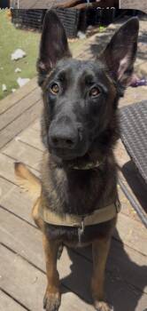 Crest -  Belgian Shepherd Malinois and Shepherd Dog for Adoption in San Diego, California - Crest | PetCurious